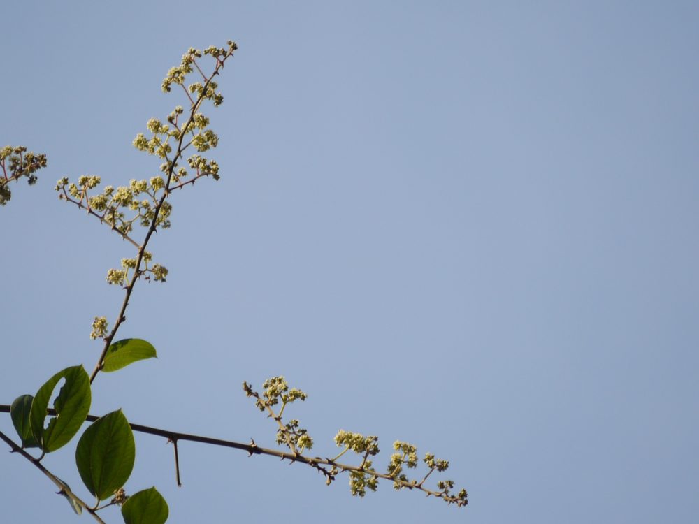 Zizyphus rugosa